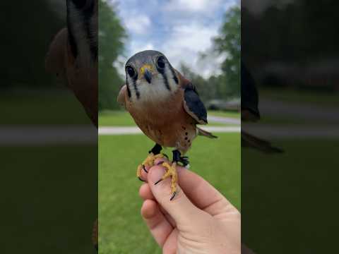 Ruben is flying outside and responding immediately! We should be free flying in the next couple days