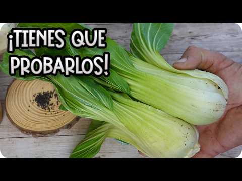 Cómo Plantar Pak Choi en el Huerto: Guía Completa y Fácil 🌱 || La Huertina De Toni