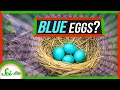 Understanding Blue Bird Eggs