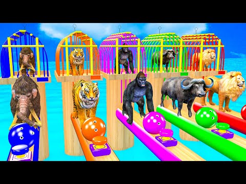 5 Giant Duck Cartoon,Cow,Elephant,Tiger,Lion,Gorilla, Paint Wild Animals Crossing Fountain Animation