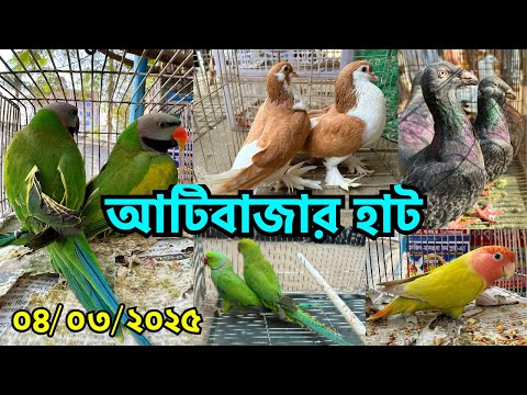 ফেন্সি কবুতরের দাম শুনে মাথায় হাত | আটিবাজার হাট | প্রতি শনি ও মঙ্গলবার | Atibazar Kobutor Haat#763