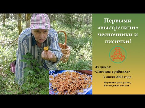 Первыми выстрелили чесночники и лисички. 3 июля 2021 года