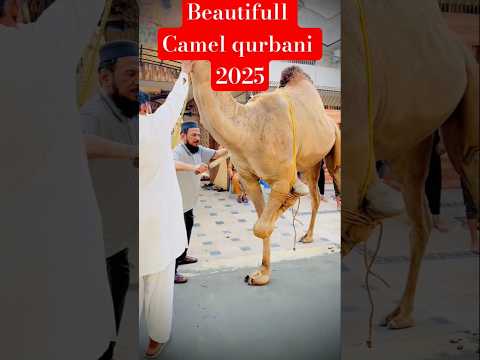 Beautiful Camel Qubani 2025 #qurbani2025 #shortsfeed #eiduladha #camel #foryou #cow #goat #ytshorts