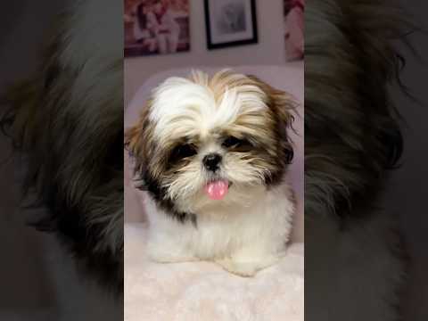 ¡Así crece un Shih Tzu!