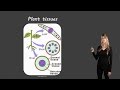 Exploring Plant Tissues for Grade 10 Science