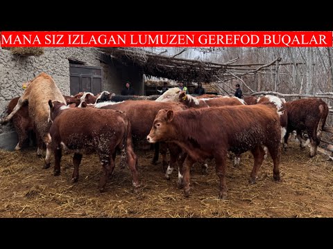 BUQALARNI DAXSHATLARI KELDI SIFATI 100+100 BUQALAR LUMUZEN GEREFORD BUQALARI