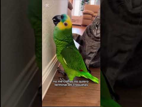 Carne fresca para gato 😂😂😂 #humor #yosoydelos7mil #elpersonajedelasemana