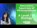 Chlorophyll and Light Absorption Concepts
