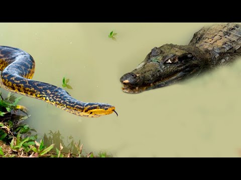 Jacaré gigante acaba com cobra anaconda! Confira!