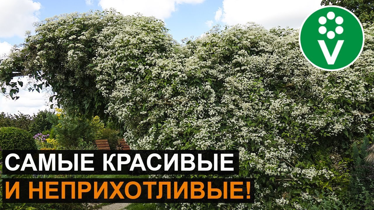 Лучшие многолетние лианы, которые вмиг преобразят забор, перголу, беседку