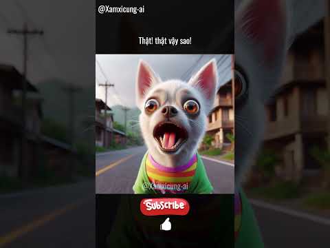Biết bố mày là ai không #chihuahua #cat #cute #commedy