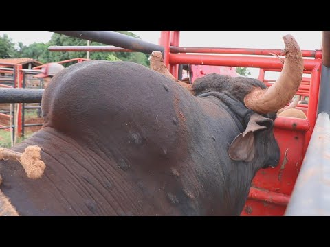 VISITANDO A CIA DE RODEIO RIO FORMOSO 2021 - PARTE 03 (2º DIA DE TREINO)