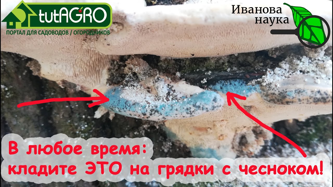 Чеснок, сдобренный таким способом, удивит вас урожаем! Кладите это прямо на грядки! Проще не бывает!