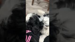 🥰😍OMG CUTE PUPPIES