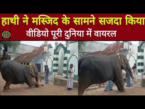 मस्जिद के सामने सजदा करने वाला हाथी an elephant on Masjid sajda of Allah  viral elephant video