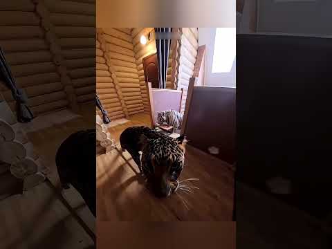 Essa Garota fez uma Amizade Inesperada com Grandes Felinos 😍