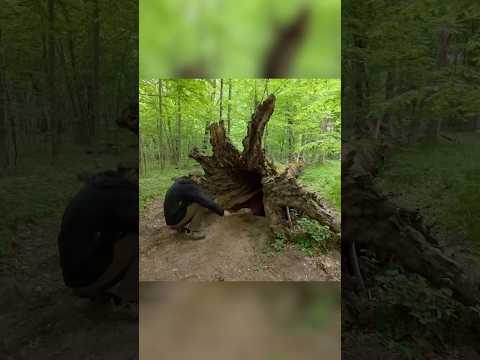 Secret Dugout Inside a Hollow Tree.   Full build #polissyabushcraft #bushcraft #survival
