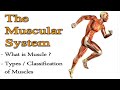 Muscle Types and Functions