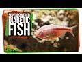 Understanding Pain and Evolutionary Adaptations