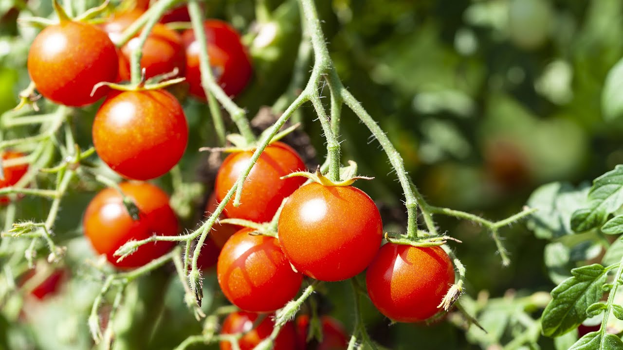 #2 Как ускорить созревание томатов?