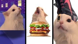 Cat MEOW but Meme Music (3)