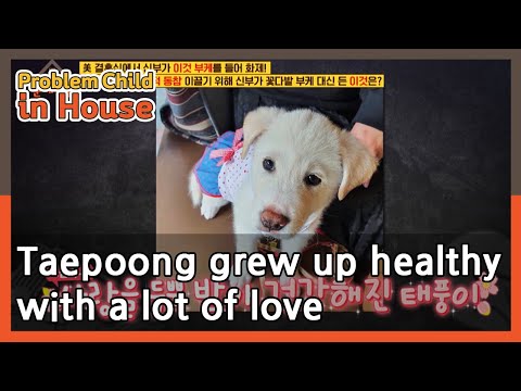 Taepoong grew up healthy with a lot of love (Problem...