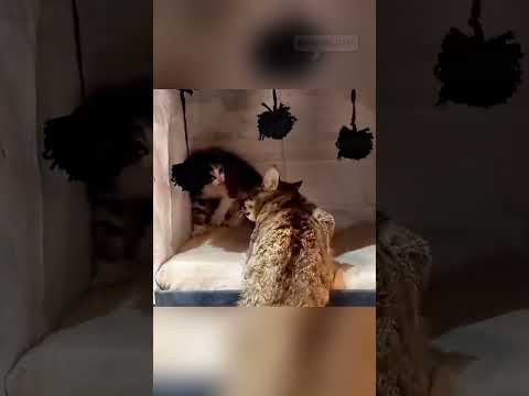 foster cat mom knows exactly what to do