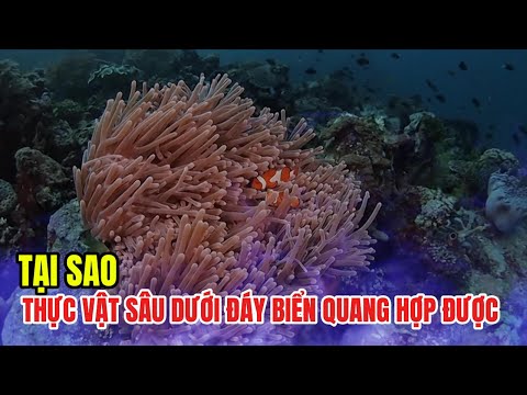 Tại Sao Thực Vật Dưới Đáy Biển Vẫn Quang Hợp Được? | Bí Ẩn Sinh Học Đại Dương