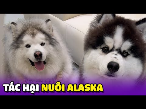 Tác hại của việc nuôi tận 2 chú chó Alaska trong nhà 😁