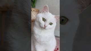 Фирменное блюдо😋 #котики  ⚠️муляж, кот не пострадал!
