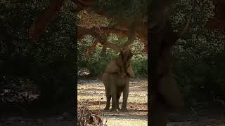 These Elephants Survive the Deadly Desert