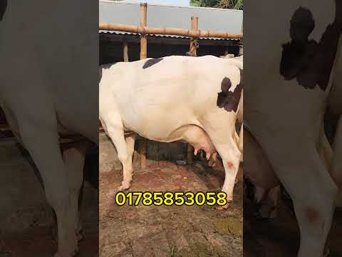 হাই কোয়ালিটির গাভীর দাম জানুন