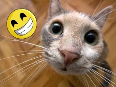 funniest animal videos ever in the world try not to laugh