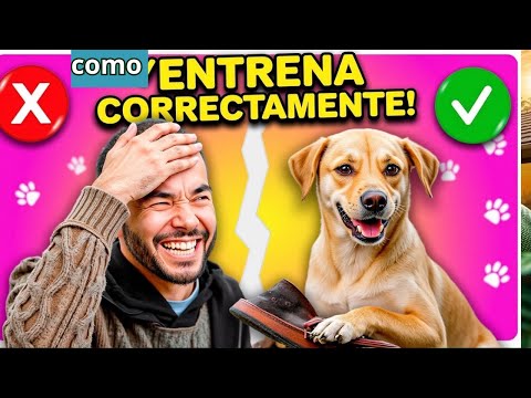 ¡Estás entrenando a tu perro mal! Aquí te mostramos cómo arreglarlo.