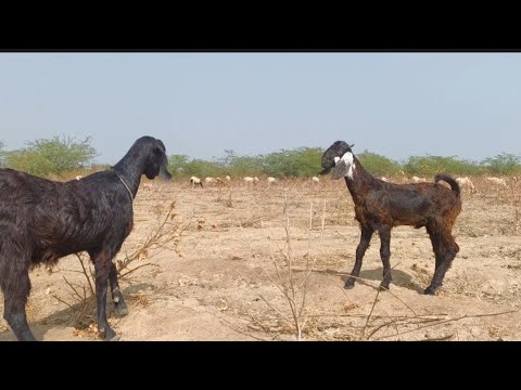 Funny Goat Sound Effect