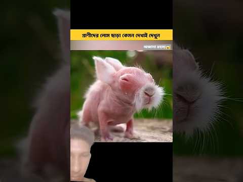 প্রাণীদের লোম ছাড়া কেমন দেখায় দেখুন,😱🥶