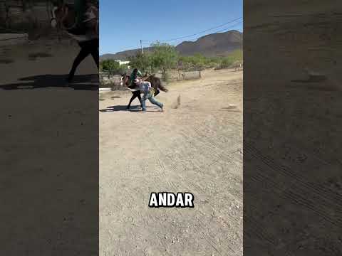 A de andar asoleado 😅 #humor #horse #caballo