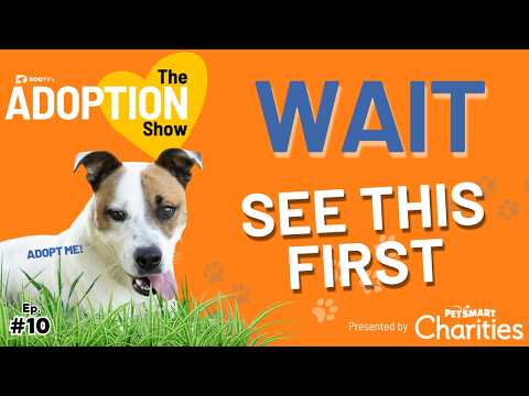 Don’t Adopt a Dog Until You See This First