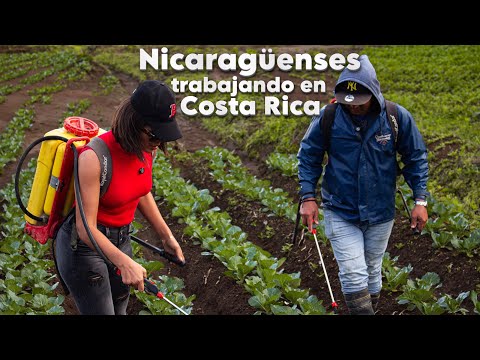 La vida de un Nicaragüense en Costa Rica | CAMPO
