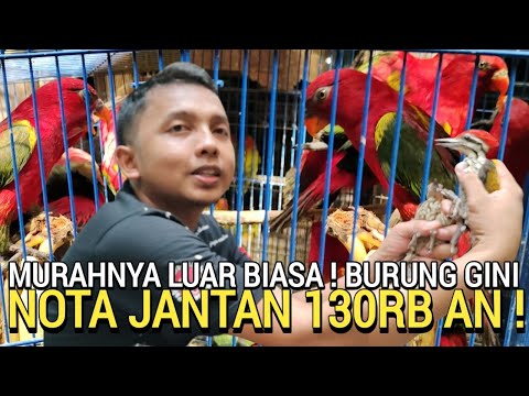 MUMPUNG ADA ! SETOCKNYA HARGA 130RB AN NOTA JANTAN DI PASAR BURUNG PRAMUKA HARI INI