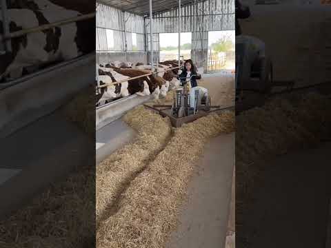 tractor से चारा डाला #shortvideo #kaalinfo