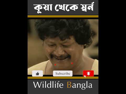 কূয়া থেকে স্বর্ন উত্তোলন #wildlife bangla