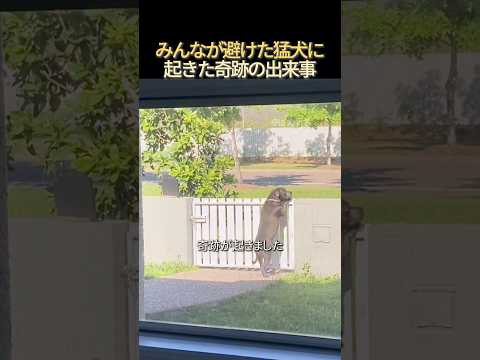 ただ 愛されたかった ピットブル の 物語