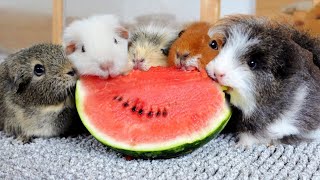 Guinea Pigs Eating Watermelon 🍉