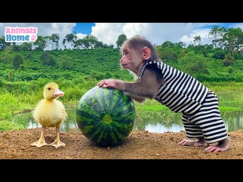 Bibi finds watermelon to feed the duckling