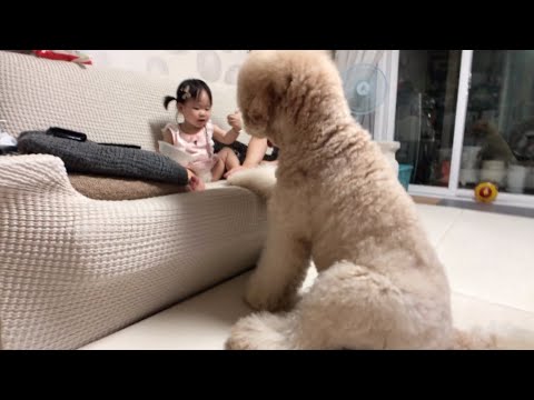 My Dog's Adorable Behavior toward a Frightened Child