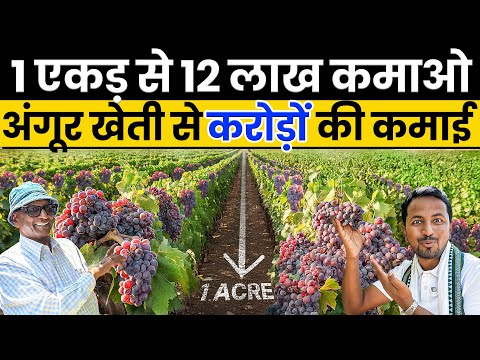 Pune से Europe में बेचे अंगूर🌍📦45 एकड़ Grapes Farming से करोड़ों का PROFIT🍇💰Indian Farmer
