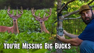 Trail Camera Mistakes That Cost You Big Bucks (Do This in July!)