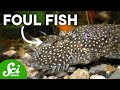 Understanding Unique Fish Adaptations