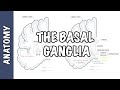 Basal Ganglia Functions and Disorders